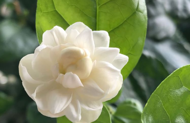 茉莉花香还是玫瑰花香好闻