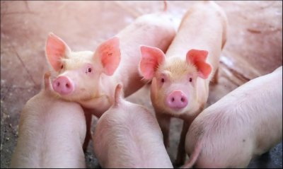 ​他，两年少了 1000 多个亿，今年要养 7000 万头猪