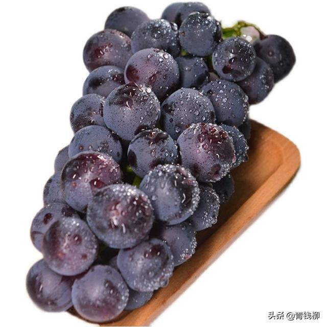 巨峰葡萄春果栽培技术（福建宁德巨峰葡萄快速建园及丰产栽培技术）(1)