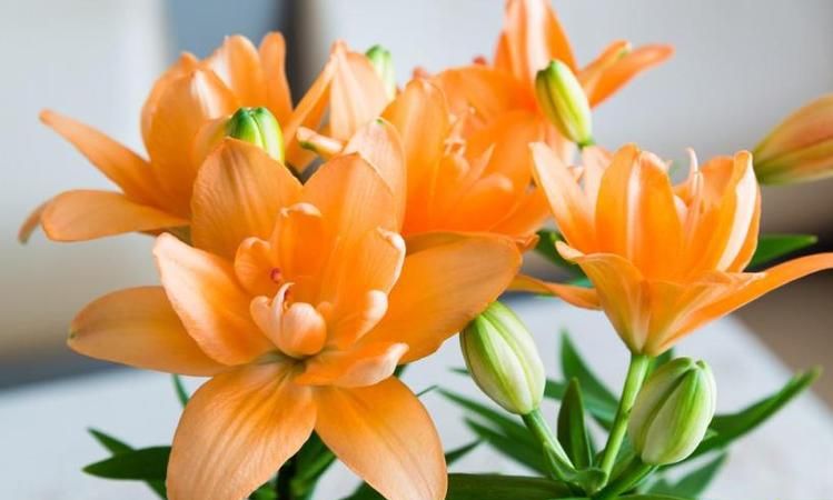 百合花名字的由来