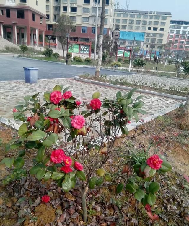 断掌是什么意思，断掌是什么意思？图5