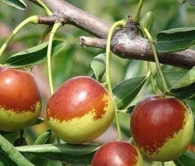 冬枣是什么季节的水果，6月份的冬枣是反季节水果吗？图4