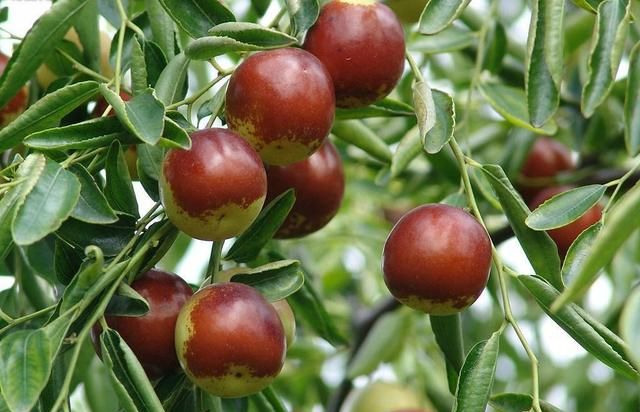 冬枣是什么季节的水果，6月份的冬枣是反季节水果吗？图3
