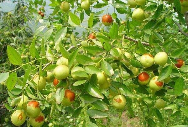 冬枣是什么季节的水果，6月份的冬枣是反季节水果吗？图5