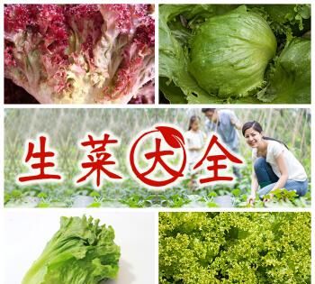 玻璃生菜和奶油生菜哪个长得快