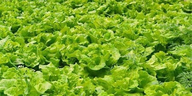 玻璃菜是什么菜，玻璃生菜有什么种植技巧？图3