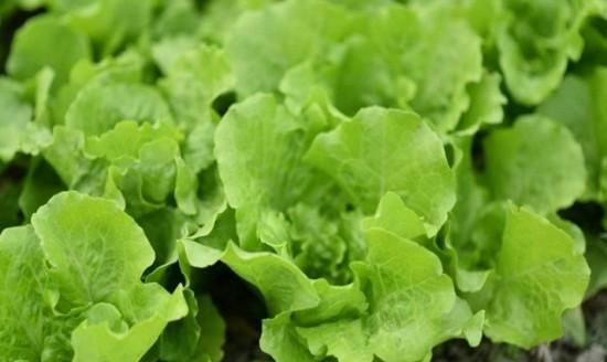 玻璃菜是什么菜，玻璃生菜有什么种植技巧？图2