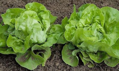 ​玻璃菜是什么菜，玻璃生菜有什么种植技巧？