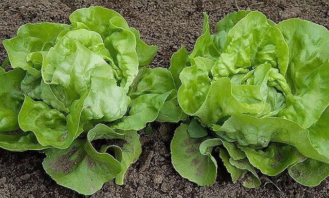 玻璃菜是什么菜，玻璃生菜有什么种植技巧？图1