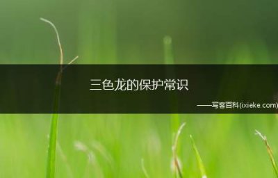 ​三色龙的保护常识(三色龙血树又名三色千年木)