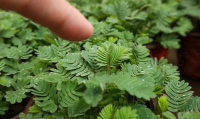 ​含羞草的特点，含羞草的花蕊特点习性？