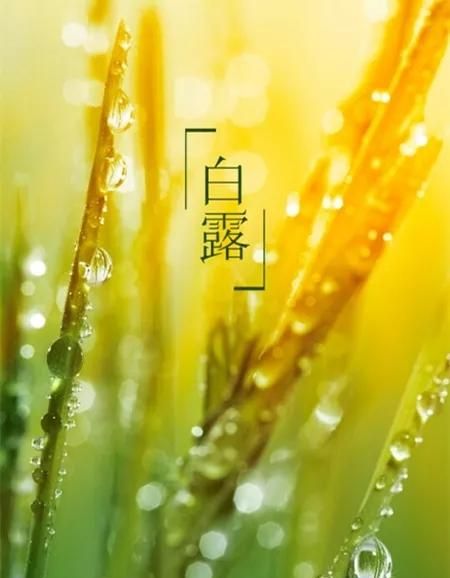 白露为霜上一句