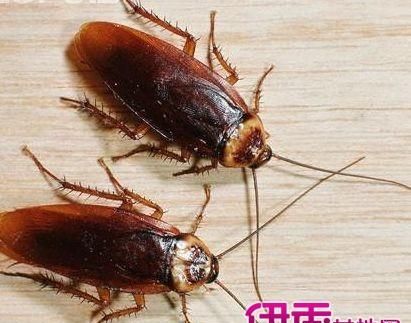 蟑螂会爬人身上咬人吗