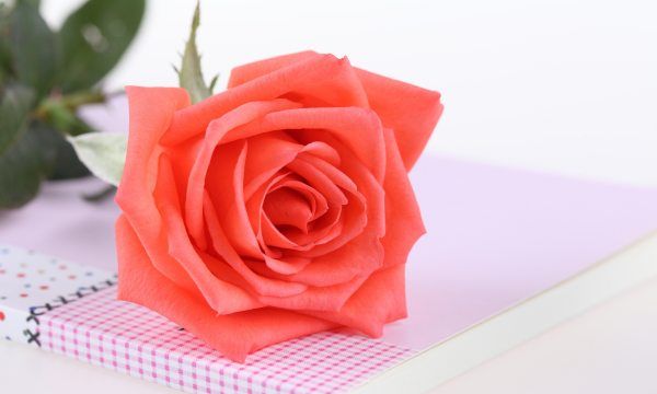 鲜花可以保存多长时间,花店鲜花保鲜期大概是多久图4