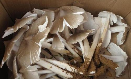 鸡纵是什么味道的,云南哪里有种植鸡枞的图2