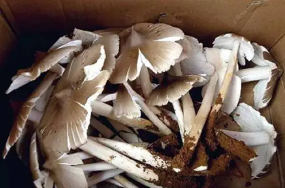 鸡纵是什么味道的,云南哪里有种植鸡枞的图4
