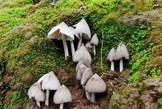 鸡纵是什么味道的,云南哪里有种植鸡枞的图6