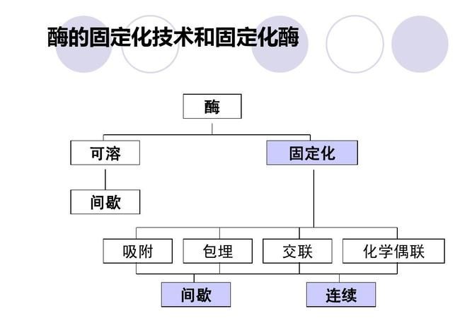 生物！固定化酶和固定化细胞的用途是什么为什么要固定化酶