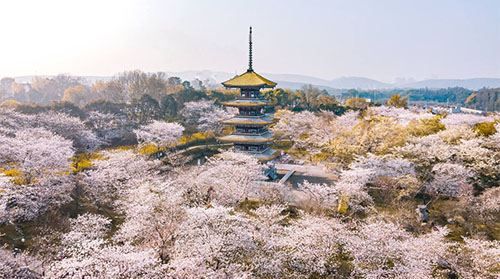 武汉樱花什么时候开,武汉樱花什么时候开图4