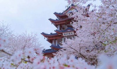 ​武汉樱花什么时候开,武汉樱花什么时候开