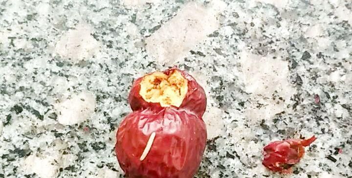 干枣里面的虫子是怎么生成的