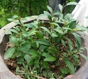 菊花菜的做法,花菜怎么做好吃图3
