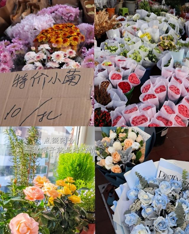 天津有什么花市（天津逛花市指南）(3)
