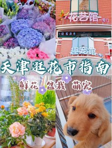 ​天津有什么花市（天津逛花市指南）