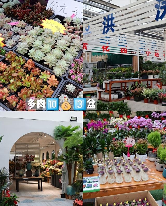 天津有什么花市（天津逛花市指南）(4)