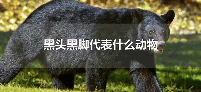 黑头黑脚代表什么动物