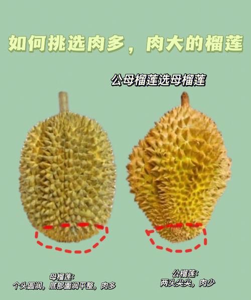 挑到不好的榴莲怎么办