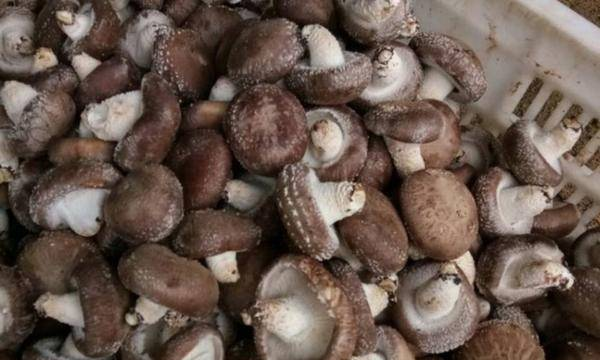 买香菇怎么选,香菇怎么挑选哪种香菇好营养好图2