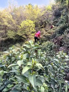 ​信阳毛尖批发市场在哪(信阳毛尖批发市场有哪几个)