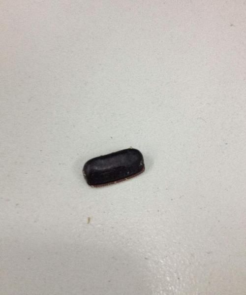 蟑螂屎有毒吗