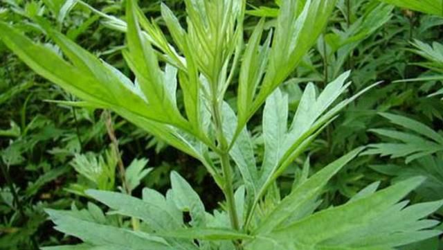 咬春吃哪种蔬菜，春天可以吃哪些野菜，有哪些注意事项呢？图11