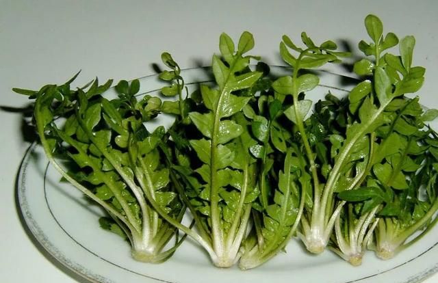 咬春吃哪种蔬菜，春天可以吃哪些野菜，有哪些注意事项呢？图16