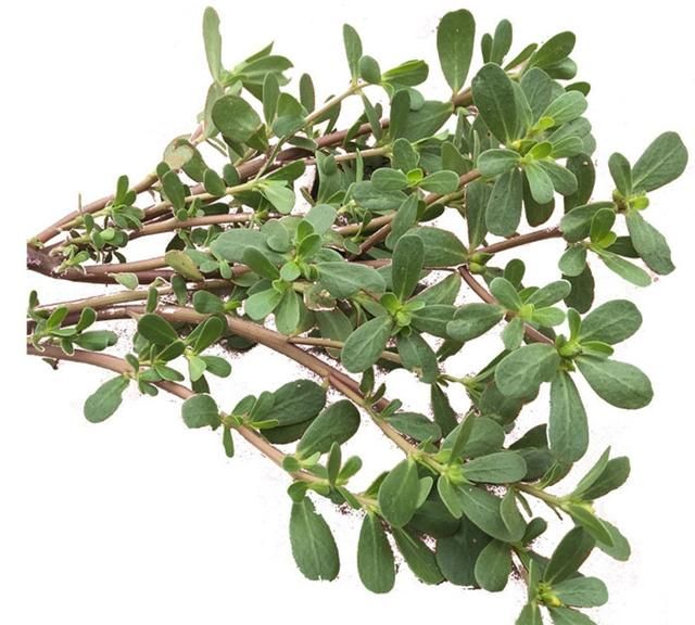 咬春吃哪种蔬菜，春天可以吃哪些野菜，有哪些注意事项呢？图7