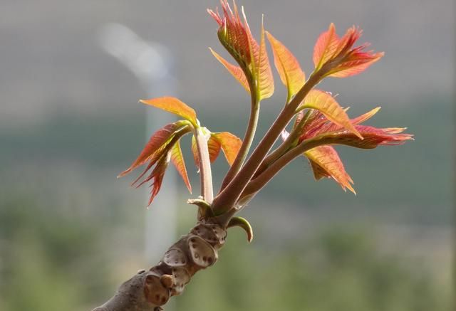 咬春吃哪种蔬菜，春天可以吃哪些野菜，有哪些注意事项呢？图9