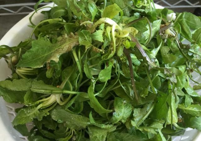 咬春吃哪种蔬菜，春天可以吃哪些野菜，有哪些注意事项呢？图1