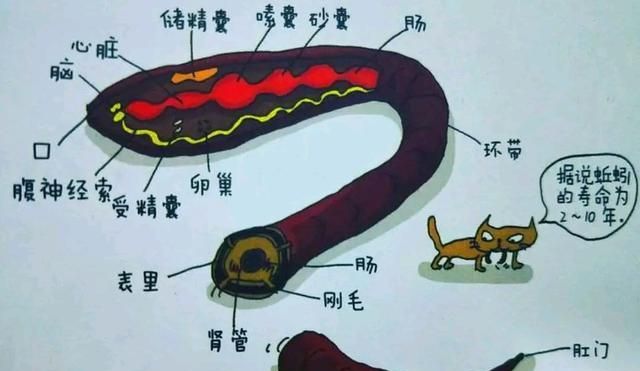 蚯蚓吃什么，蚯蚓吃什么长的快？图5
