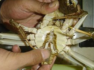 清蒸螃蟹如何清洗,清蒸螃蟹之前怎么清洗螃蟹图5