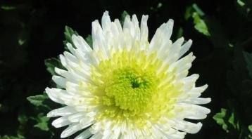 菊花的象征意义,紫色菊花花语象征与寓意图2