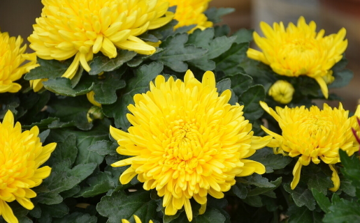 菊花的象征意义,紫色菊花花语象征与寓意图1