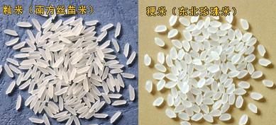 粳米是什么米