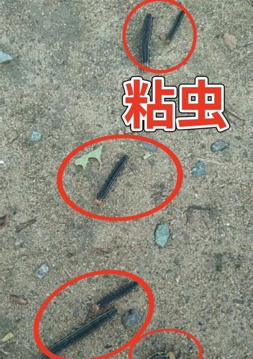厨房粘虫对人有害吗怎么样防治