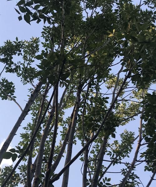 树梢是什么