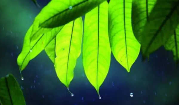 滴水尖还是储水尖,热带雨林植物储水尖图4