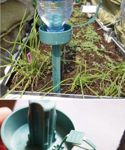 ​滴水尖还是储水尖,热带雨林植物储水尖