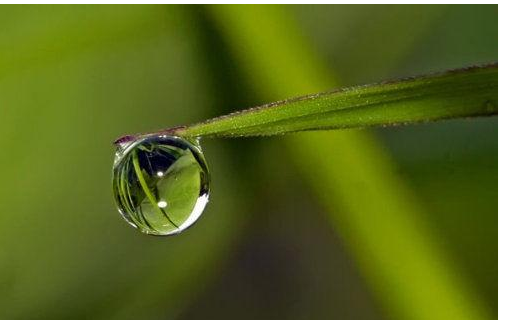滴水尖还是储水尖,热带雨林植物储水尖图3