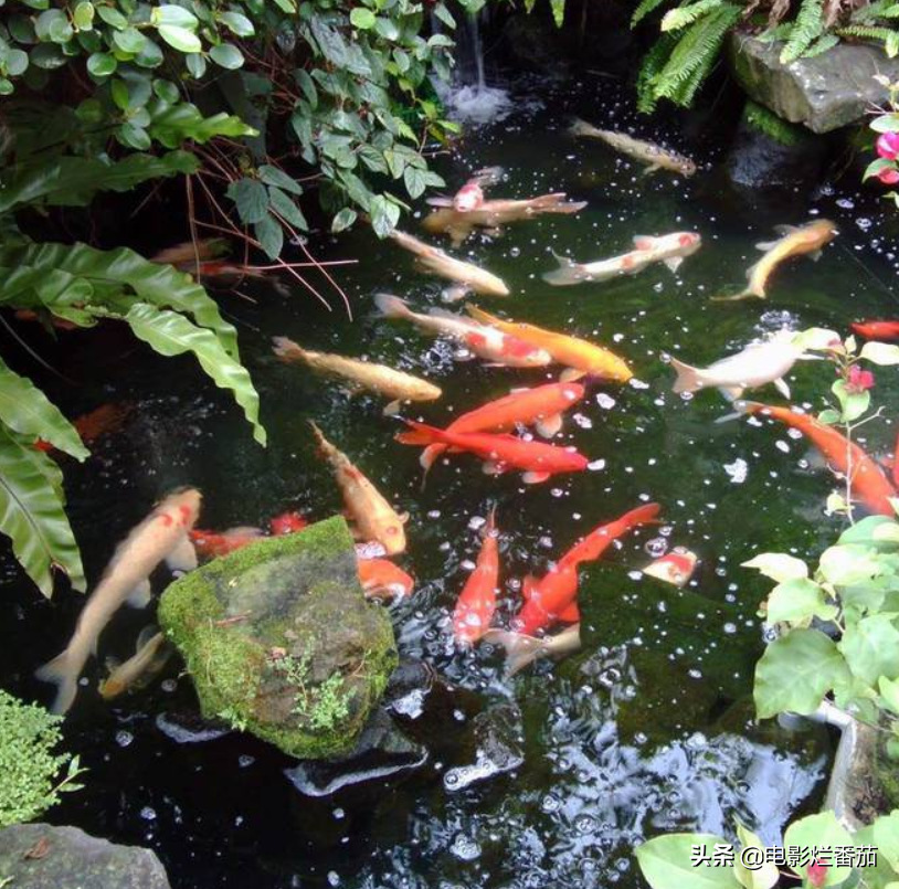 琼瑶个人资料简介及家世（琼瑶阿姨多有钱？版权超10亿，豪宅近6亿）